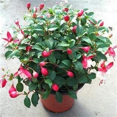 200PCS Fuchsia Bonsai Garden Balcony Lanterns Flowers Begonia Malus Spectabilis Bonsai Chinese Flowering Decorative Flower Plant - (Color: 1)