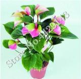 Anthurium Andraeanu Bonai Plant Colorful Anthurium Potted Flowers