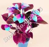 Anthurium Andraeanu Bonai Plant Colorful Anthurium Potted Flowers