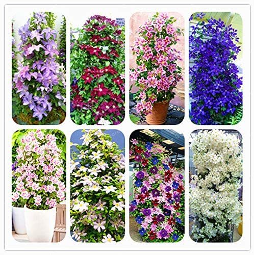 Climbing Clematis Bonsai Flowers Clematis Vine Bonsai Perennial Flower Clematis Plants Bonsai Pot Garden Plant 100 Pcs/Bag - (Color: Mix)