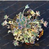New Bonsai Green Orostachys Boehmeri Flower Pots Planters Succulent Plants for Home Garden 100 Pcs