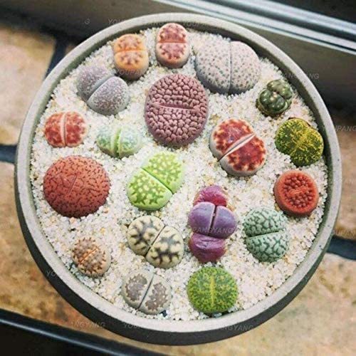 100 Pcs Beauty Mixed Mini Lithops Bonsai Plants Cactus Bonsai Plants Organic Garden Succulent Bonsai Balcony Flower Planting - (Color: Blue)