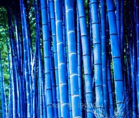 Rare Purple Timor Bambusa Black Bamboo Plant bonsais Easy Grow Courtyard 50 PCS - Package Organic Bonsai Home - (Color: 4)