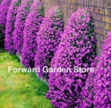 100 Pcs Aubrieta Cascade Bonsai Purple Flower Plants Superb Perennial Ground Cover for Home Garden Balcony Windowsill
