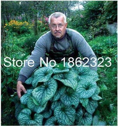 200PCS Colorful Hosta Flores Indoor Bonai Seeds