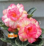 100% True Desert Rose Bonsai Ornamental Plants Balcony Bonsai Potted Flowers Drawf Adenium Obesum Bonsai -1 Particles/lot - (Color: 8)actus Bonsai Jatropha Tree Herbs Plants Bonsai Mini Pot - (Color: Light Grey)