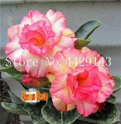 100% True Desert Rose Bonsai Ornamental Plants Balcony Bonsai Potted Flowers Drawf Adenium Obesum Bonsai -1 Particles/lot - (Color: 8)actus Bonsai Jatropha Tree Herbs Plants Bonsai Mini Pot - (Color: Light Grey)
