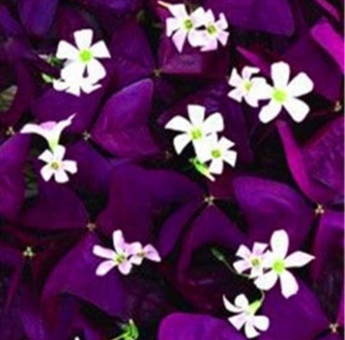 Rare Mixed Oxalis Bonsai Flowers Cuckooflower Rotary Sorrel Versicolor for Home & Garden Lady-Smock Herb Shamrock 200 Pcs/Bag - (Color: Q8)