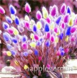 300 Pcs Rabbit Tails Grass Bonsai Colorful Fescue Bonsai Ornamental Grasses Bonsai for Home Garden Potted Plants Decor