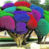 50pcs Rainbow Pine Tree Plants Japanese Bonsai Perennial Pinus Thunbergii plantas Outdoor Garden Giant Tree - (Color: Multi-Colored)