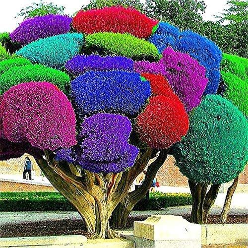 50pcs Rainbow Pine Tree Plants Japanese Bonsai Perennial Pinus Thunbergii plantas Outdoor Garden Giant Tree - (Color: Multi-Colored)
