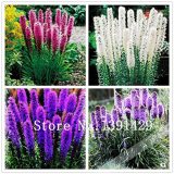 100pcs Liatris spicata seeds Rare Flamingo cockscomb (celosia spicata) Bonsai Plant, garden ornamental flowers. Mixed Colors - Arcis New