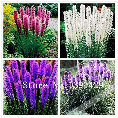 100pcs Liatris spicata seeds Rare Flamingo cockscomb (celosia spicata) Bonsai Plant, garden ornamental flowers. Mixed Colors - Arcis New