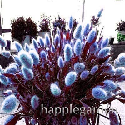 300 Pcs Rabbit Tails Grass Bonsai Colorful Fescue Bonsai Ornamental Grasses Bonsai for Home Garden Potted Plants Decor