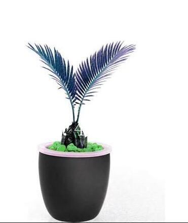 10PCS MiNI Blue Sago Cycas Bonsai Revolute Plant Bonsai Seeds