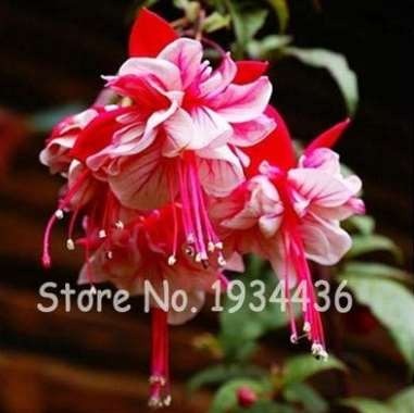 200 Pcs Multicolor Fuchsia,100% Real Bonsai Potted Flower Home Garden Plants Hanging Fuchsia Flowers Ornamental Plants Fast Grow - (Color: A7)