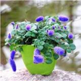 Bonsai Acalypha Hispida Chenille Plant Seeds