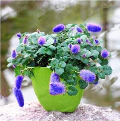 Bonsai Acalypha Hispida Chenille Plant Seeds