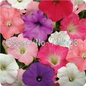 Petunia bonsais Hanging Light Waves Series Multicolor 100pcs