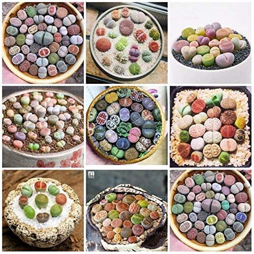 100 Pcs Beauty Mixed Mini Lithops Bonsai Plants Cactus Bonsai Plants Organic Garden Succulent Bonsai Balcony Flower Planting - (Color: Pink)