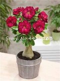 Adenium Obesum, Dark Red 5-Layers 'Da Hongpao'
