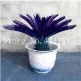 10PCS MiNI Blue Sago Cycas Bonsai Revolute Plant Bonsai Seeds