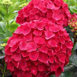 50PCS Multiple Color Choice Hydrangea Bonsai Perennial Flower Plant Hydrangea Balcony Ornamental Garden Decoration Plan