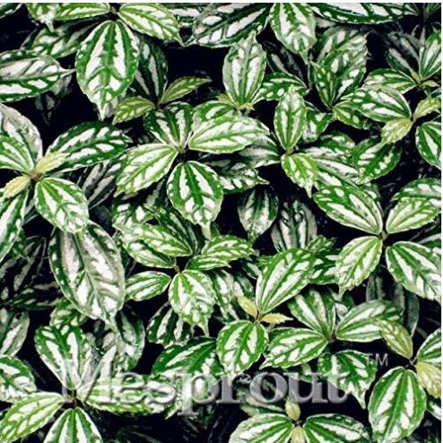 High Temperature Resistant Plants Pilea Notata Bonsai Tree Potted Courtyard Home Garden Bonsai Plant 50PCS Anti Radiation Absorb