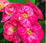 100PCS Cactus Euphorbia Milli Bonsai New Rare Flower Plants