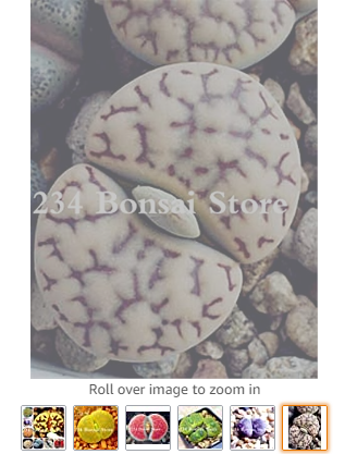 100pcs Bonsai Lithops Plants Mix Varieties Succulent Plant Living Stone Bonsai Home Garden Ornament Potted Flower Purify The Air - (Color: Mixed)