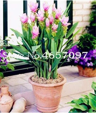 200PCS Pink  Curcuma Bonsia Flower Seeds