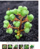 Succulent Plants Bonsai Sedum Multiceps Bonsai Potted Plants Purify The Air Flower Variety Complete Plants 100 Pcs/Bag