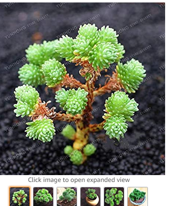 Succulent Plants Bonsai Sedum Multiceps Bonsai Potted Plants Purify The Air Flower Variety Complete Plants 100 Pcs/Bag