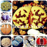 100pcs Bonsai Lithops Plants Mix Varieties Succulent Plant Living Stone Bonsai Home Garden Ornament Potted Flower Purify The Air - (Color: Mixed)