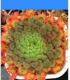 100pcs Oxalis palmifrons Bonsai Rare Flower Bonsai Perennial Indoor Flowering Pot Plants Leaves Like Palm for Home Garden Plants - (Color: 1)