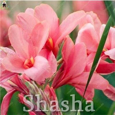 100PCS Dwarf Bonsai Canna Lily Outdoor Tropical Bronze Scarlet Foliage Seeds