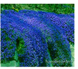500 pcs Creeping Thyme Bonsai or Blue Rock CRESS Plant - Perennial Ground Cover Flower Flores,Natural Growth for Home Garden