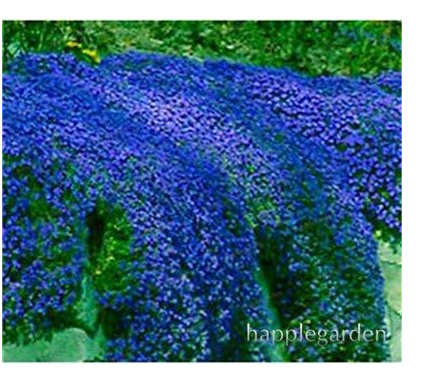 500 pcs Creeping Thyme Bonsai or Blue Rock CRESS Plant - Perennial Ground Cover Flower Flores,Natural Growth for Home Garden