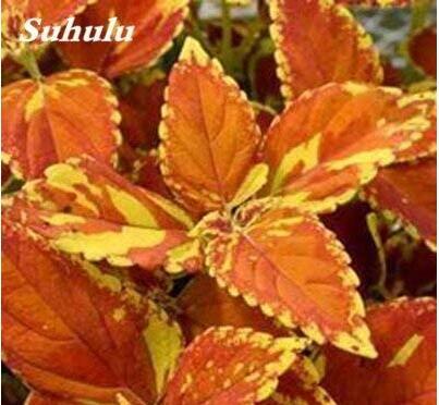 100PCS Japanese Coleus Plant Seeds