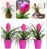 Tillandsia Cyanea Bonsai Tillandsia Orchid Potted Flower Bonsai Chinese Rare Bonsai Decoration for Home Garden Plantas 100 Pcs