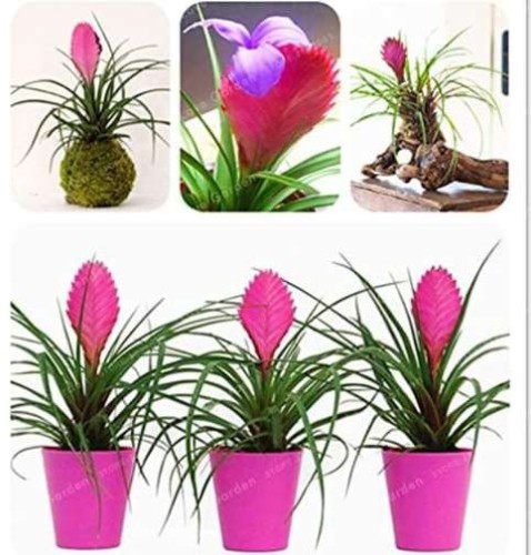 Tillandsia Cyanea Bonsai Tillandsia Orchid Potted Flower Bonsai Chinese Rare Bonsai Decoration for Home Garden Plantas 100 Pcs