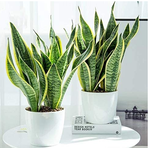 100pcs Sansevieria trifasciata Bonsai Succulent Plants Tiger Piran Flower Seeds Perennial Indoor Potted Plant for Home Garden Plants