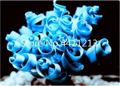 Kasuki 2000pcs Blue Spring Grass Rare Succulents Plant Funny Seed Planting Potted Plants for Home Garden Supplies Flower Easy to Grow - (Color: 200pcs)