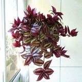 Hot Sacred Japanese Zebrina pendula Schnizl Bonsai Easy to Plan Bonsai Home Garden Decoration Miniascape Bonsai 100 Pcs - (Color: Mix)