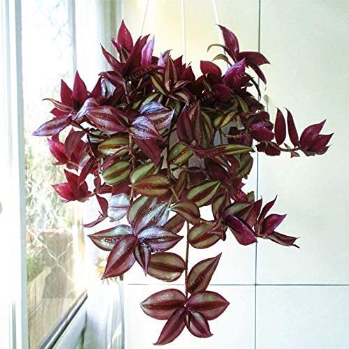 Hot Sacred Japanese Zebrina pendula Schnizl Bonsai Easy to Plan Bonsai Home Garden Decoration Miniascape Bonsai 100 Pcs - (Color: Mix)