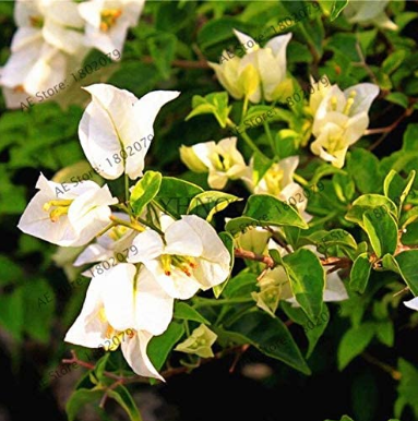 + 103pcs Bougainvillea Spectabilis Willd Bonsai Plant Garden Bougainvillea Plants Flower Plantas - (Color: 1)