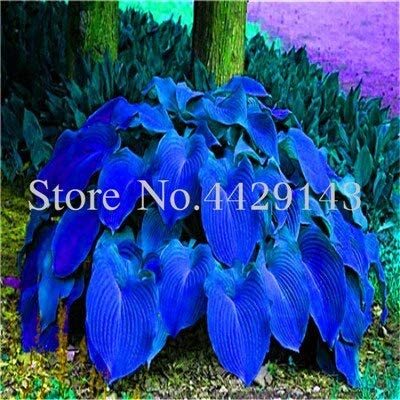 Kasuki Sale! 100 pcs Hosta Bonsai Perennials Plantain Beautiful Lily Flower White Lace Home Garden Ground Cover Bonsais Planta Herbs