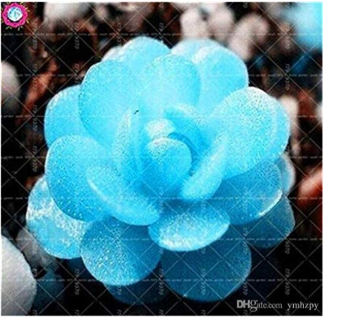 Bonsai Flowers Indoor Succulents Plant 100 Pcs/Bag Mix Lithops Rare Succulent Living Stone Bonsai Mini Garden Plant - (Color: 1)