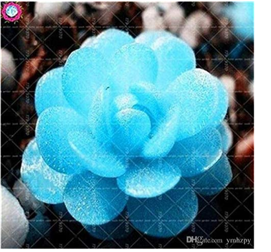 Bonsai Flowers Indoor Succulents Plant 100 Pcs/Bag Mix Lithops Rare Succulent Living Stone Bonsai Mini Garden Plant - (Color: 1)