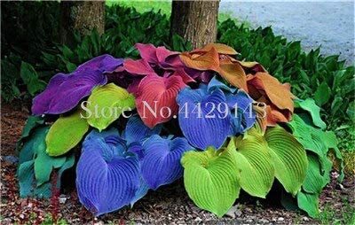 Kasuki Sale! 100 pcs Hosta Bonsai Perennials Plantain Beautiful Lily Flower White Lace Home Garden Ground Cover Bonsais Planta Herbs